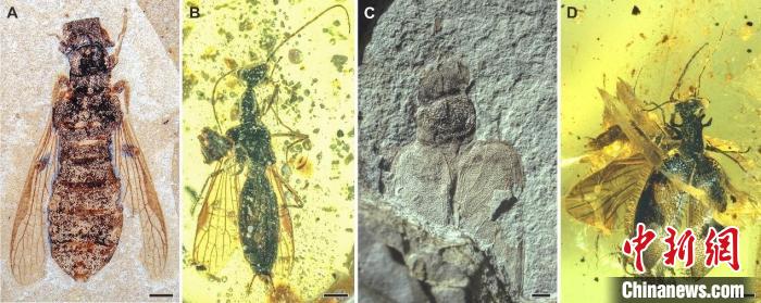 奇翅科及相關(guān)類群化石照片?！∧瞎潘?供圖