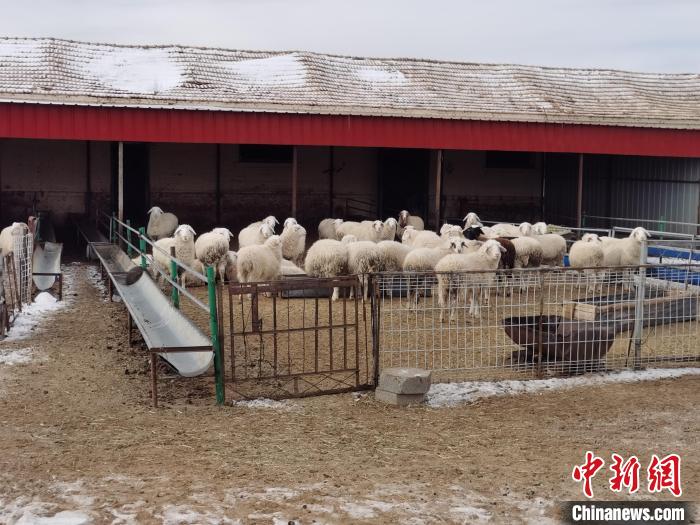 圖為王軍飼養(yǎng)的羊?！±類燮?攝