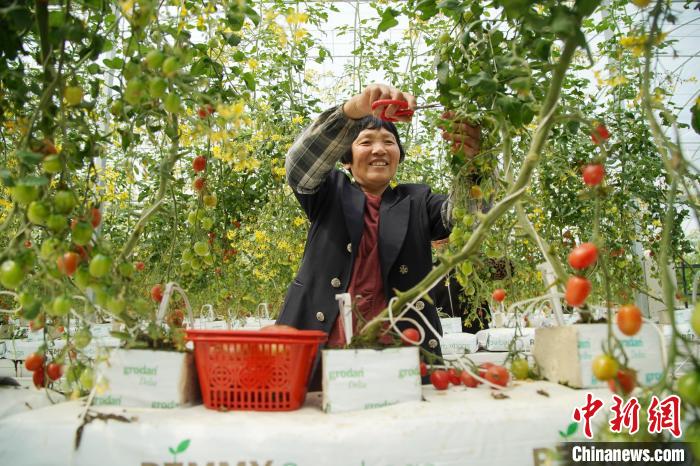 雙林鎮(zhèn)后壩村村民在“久昌田園綜合體”修剪枝葉 祝宏濤攝 攝