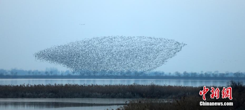 “京津冀最美濕地”衡水湖現(xiàn)萬鳥齊飛“鳥浪”景觀