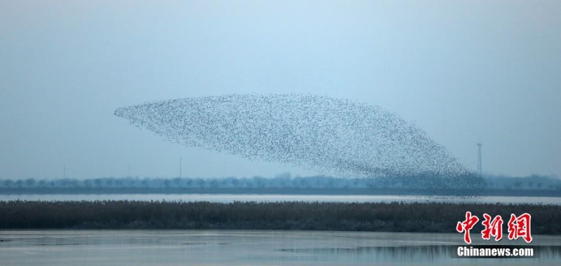 “京津冀最美濕地”衡水湖現(xiàn)萬鳥齊飛“鳥浪”景觀