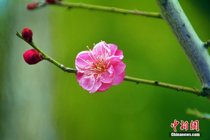 安徽岳西雨雪潤梅花