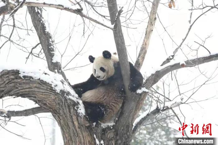 陜西西安：大熊貓等動物雪中“撒歡”