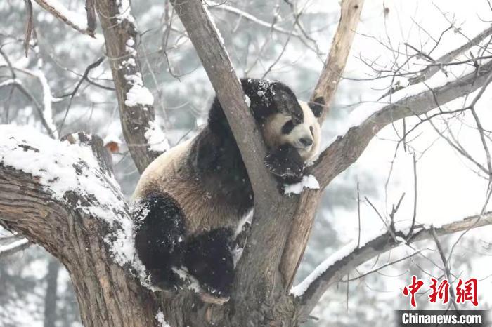 圖為大熊貓在雪中嬉戲。　西安秦嶺野生動物園供圖