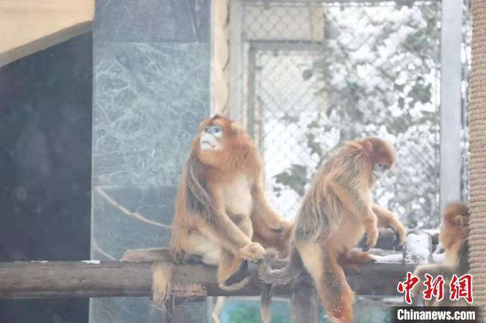 圖為金絲猴在雪中嬉戲?！∥靼睬貛X野生動物園供圖