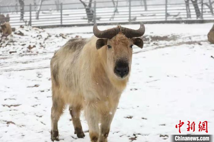 圖為羚牛在雪中“散步”?！∥靼睬貛X野生動物園供圖