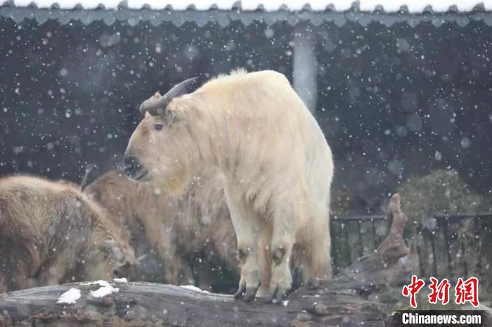 圖為羚牛在雪中“散步”?！∥靼睬貛X野生動物園供圖