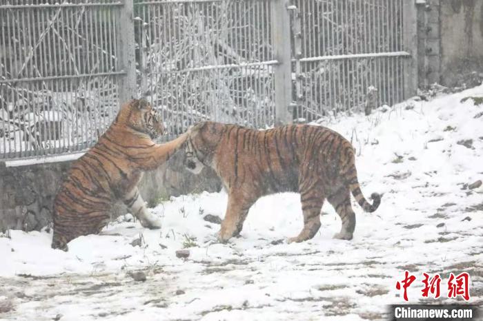 圖為東北虎在雪中嬉戲?！∥靼睬貛X野生動物園供圖