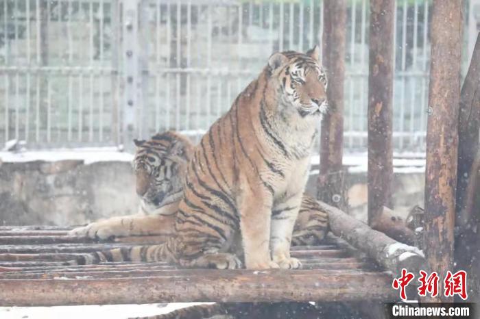 圖為東北虎在雪中嬉戲?！∥靼睬貛X野生動物園供圖