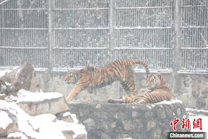 圖為東北虎在雪中嬉戲?！∥靼睬貛X野生動物園供圖