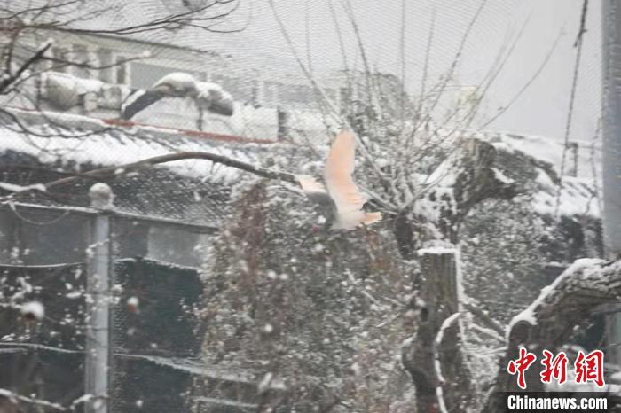 圖為朱鹮在雪中飛翔?！∥靼睬貛X野生動物園供圖