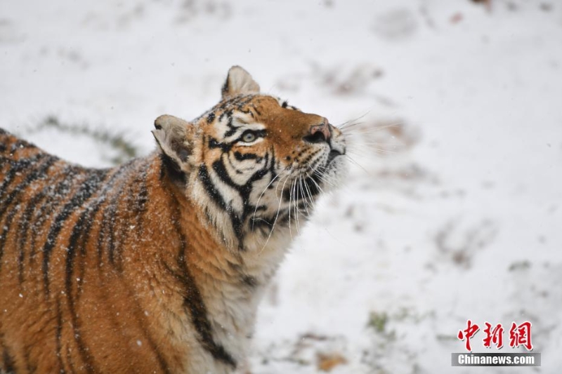 昆明降雪 動(dòng)物園東北虎雪地撒歡