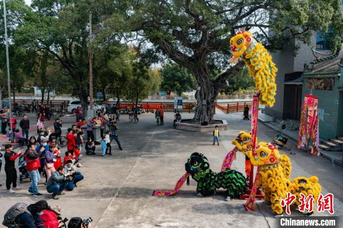 廣州白云一村落的大榕樹下，醒獅和解表演吸引了眾多民眾圍觀 白云區(qū)政府 供圖