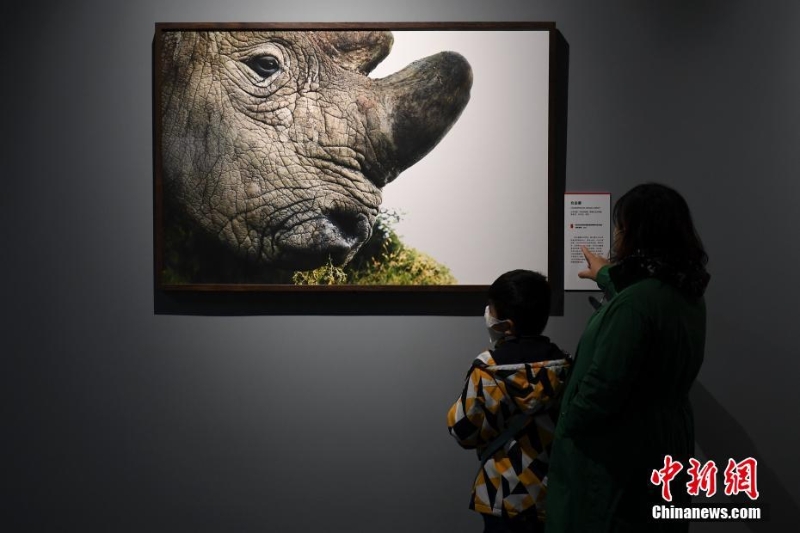 “消失中的世界——瀕危動物攝影展”亮相北京自然博物館