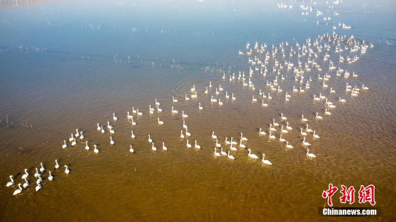 數(shù)百只白天鵝“踏春”河北曹妃甸濕地