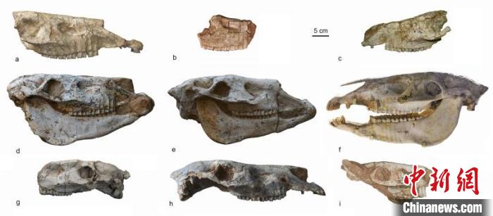 陜西藍(lán)田與甘肅臨夏盆地的渭河古三趾馬頭骨材料?！≈锌圃汗偶棺邓?供圖