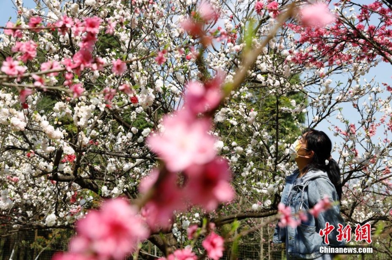 云南昆明：桃花盛開(kāi)引游人