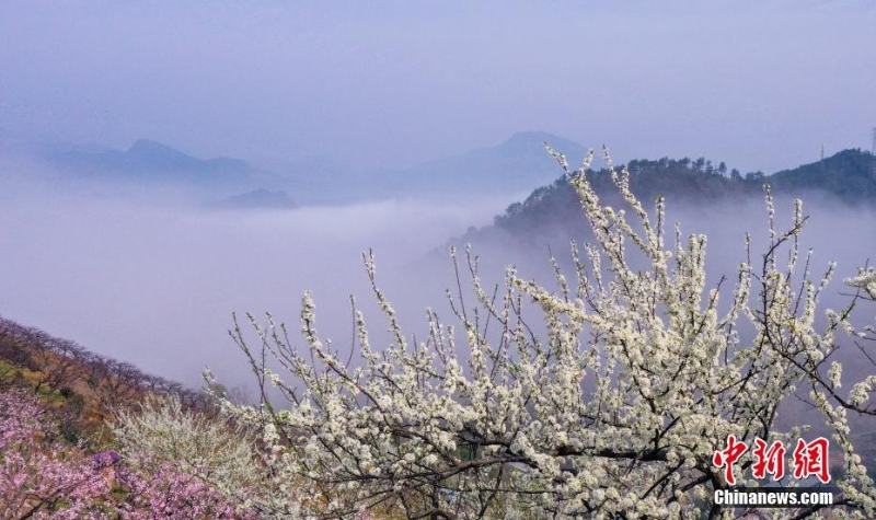 浙江淳安：李樹花開(kāi)春意濃