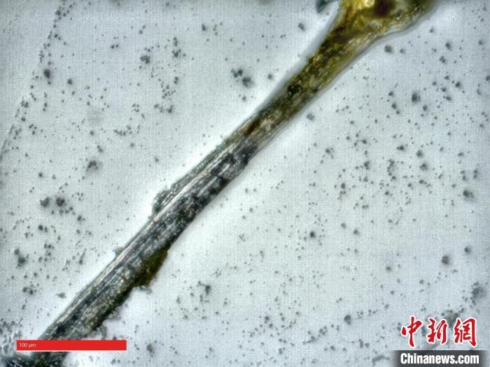顯微樣品B顯微觀察(800倍)?！≈貞c市文物考古研究院 供圖