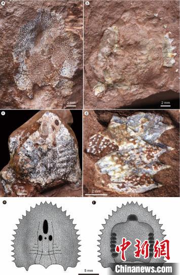 刺猬安吉魚頭甲化石照片及其復(fù)原圖(圖源：蓋志琨攝、馮鳴娟繪)。　中科院古脊椎所 供圖
