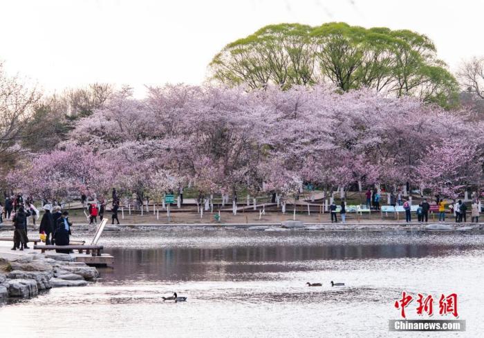 資料圖：北京玉淵潭公園春和景明，吸引游人流連花海。 <a target='_blank' href='/'>中新社</a>記者 侯宇 攝
