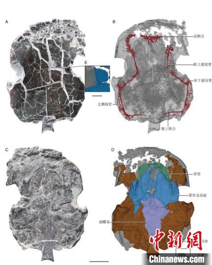 會澤滇雙翼魚正型標(biāo)本、感覺管系統(tǒng)三維虛擬模型及其膜質(zhì)骨、犁骨、翼骨與副蝶骨三維模型虛擬?！×_彥超 供圖