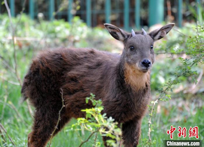 生活在劉公島上的臺(tái)灣長(zhǎng)鬃山羊。(資料圖) 劉公島森林公園供圖