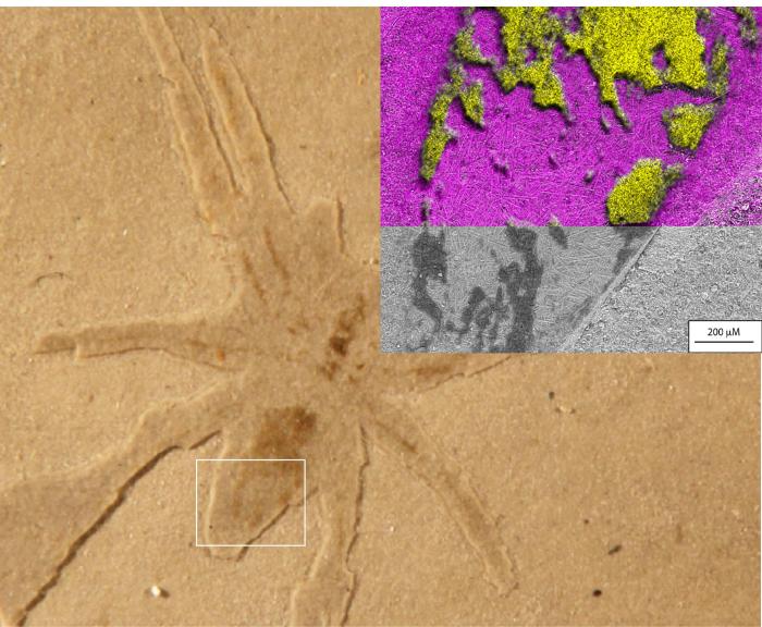 2250萬年前蜘蛛化石為何能保存完好？最新研究稱微藻功不可沒