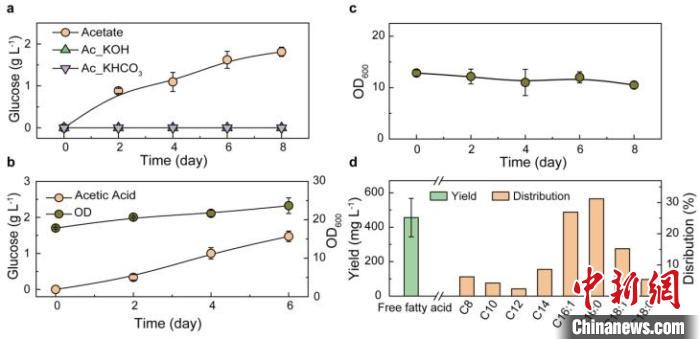 以乙酸鹽及乙酸為碳源合成葡萄糖及脂肪酸?！⊙芯繄F(tuán)隊(duì) 供圖