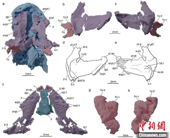 “先驅(qū)楊氏魚(yú)”標(biāo)本三維重建模型。　崔心東 供圖