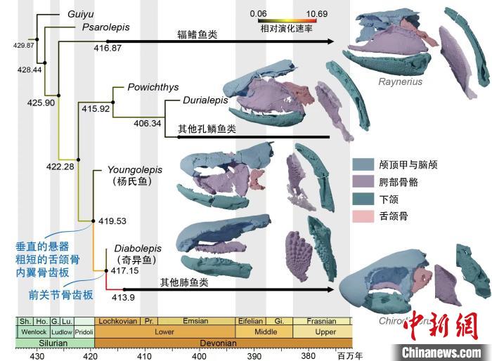 肺魚(yú)及其近親的分化時(shí)間、性狀演化速率以及代表屬種的頭部骨骼?！〈扌臇| 供圖