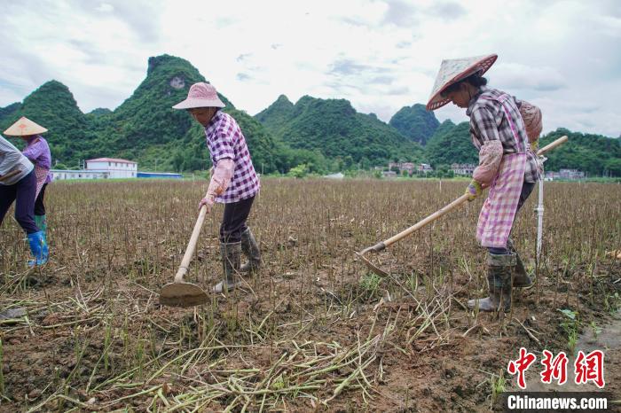 圖為馬山縣永州鎮(zhèn)勝利村村民正在犁地?！￡惞谘?攝