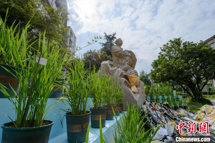 5月22日，在西南大學(xué)校園內(nèi)的袁隆平雕像被鮮花、水稻植株圍繞?！『闻罾?攝