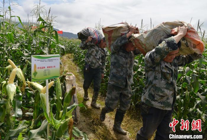 圖為工人在示范片搬運(yùn)采收測產(chǎn)的“閩雙色6號” 玉米?！埍?攝