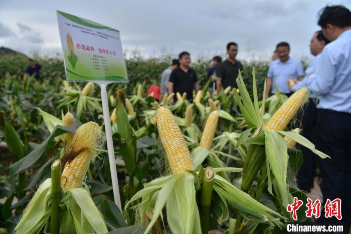 圖為驗(yàn)收組成員在示范片對“閩雙色6號”玉米進(jìn)行現(xiàn)場品種鑒評?！埍?攝