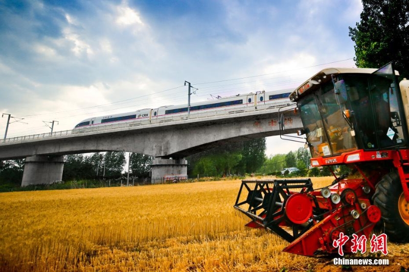 穿過金色麥田的火車