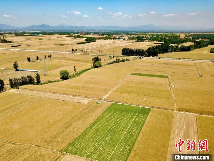 泰安市岱岳區(qū)小麥陸續(xù)開鐮，22.15萬畝小麥即將豐收?！￡愱?攝