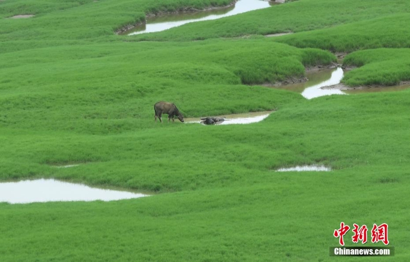 三峽庫區(qū)消落帶長滿綠草成美麗風(fēng)景