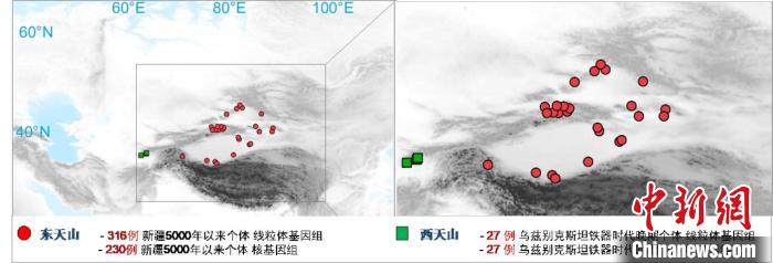 圖為該項(xiàng)目所獲取天山東西部古人群的線粒體與核基因組分布圖?！∥鞅贝髮W(xué) 供圖