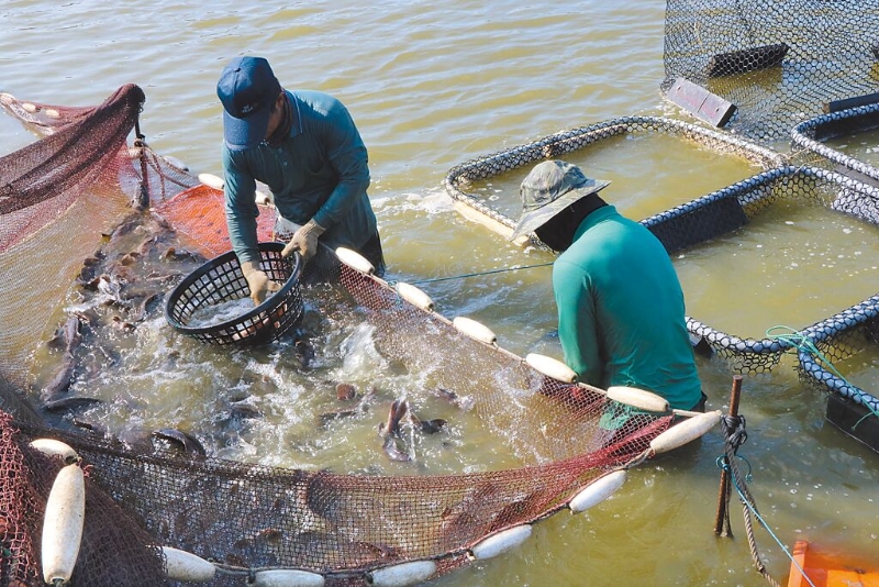 大陸日前以藥物殘留為由暫停我石斑魚輸入，農(nóng)委會昨日呼籲民眾掏錢挺石斑。圖為屏東漁民捕撈石斑魚。（本報資料照片）