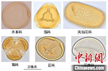 古生態(tài)最新研究：秦漢以來(lái)人類(lèi)活動(dòng)顯著降低中國(guó)東部植物多樣性