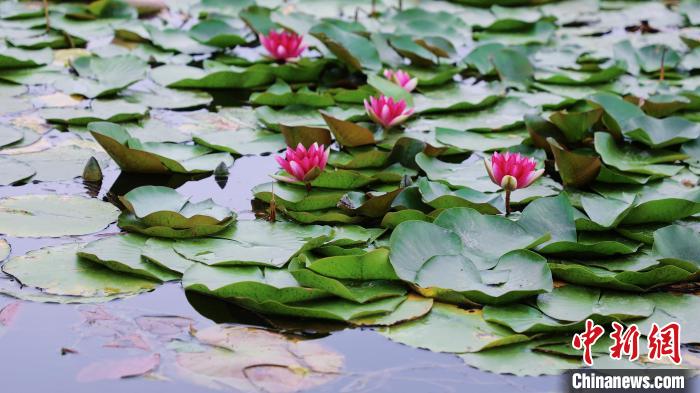 圖為今夏的國家植物園北園?！”本┦泄珗@管理中心供圖