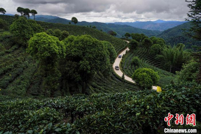 云南“以茶為媒”打開與世界交流的窗口