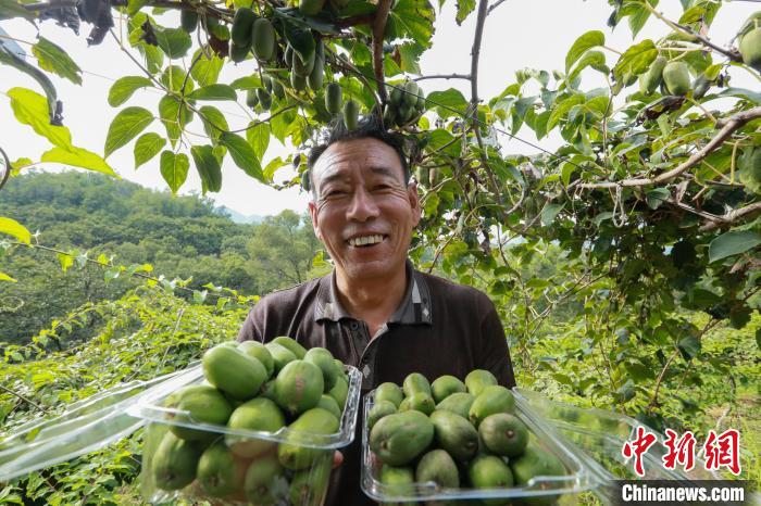 前南峪村果農(nóng)在展示新鮮采摘的軟棗獼猴桃?！堸i翔 攝