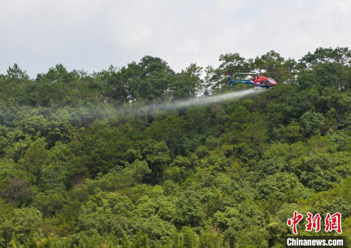 廣東森林飛防作業(yè)逾400萬畝次全力防治松材線蟲病