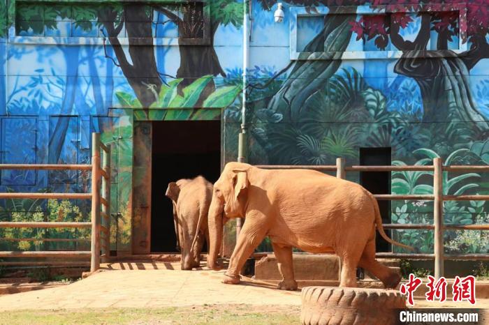 圖為亞洲象“莫莉”和象媽媽“莫坡”合籠成功?！±ッ鲃?dòng)物園供圖