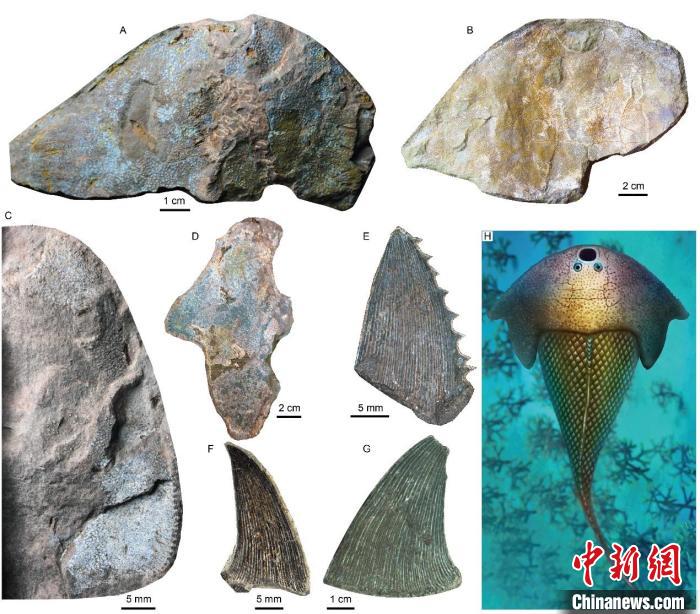 湘西北溶溪組魚(yú)類化石代表(蓋志琨攝、楊定華繪)?！≈锌圃汗偶棺邓?供圖