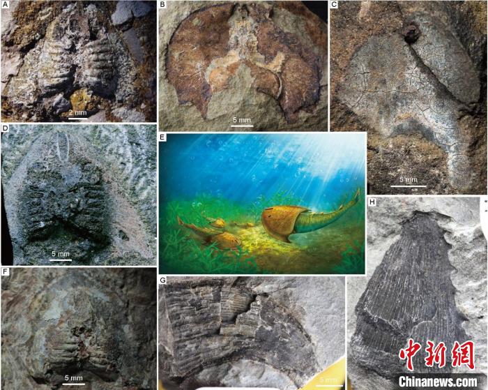 浙西北唐家塢組魚(yú)類化石代表(蓋志琨攝、楊定華繪)?！≈锌圃汗偶棺邓?供圖