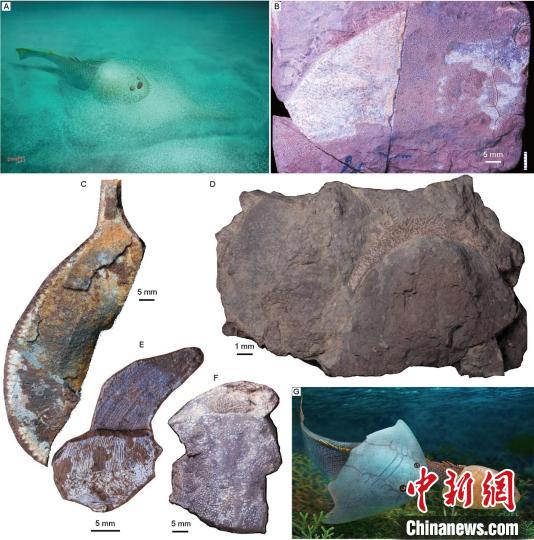 新疆塔塔埃爾塔格組魚(yú)類化石代表(蓋志琨攝、楊定華繪)?！≈锌圃汗偶棺邓?供圖