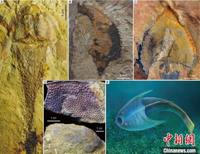 皖東侯家塘組和墳頭組魚(yú)類化石代表(蓋志琨攝、楊定華繪)。　中科院古脊椎所 供圖